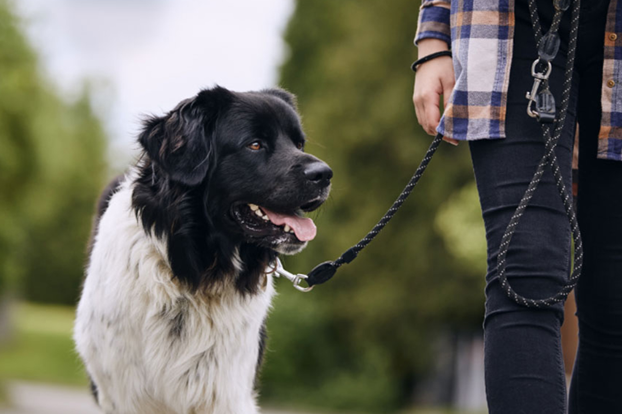 A man walks a dog at a local park